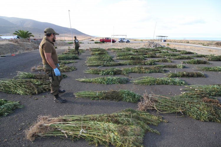 PLAN CANNABIS DE CARABINEROS DUPLICA INCAUTACIONES DE MARIHUANA EN LA REGIÓN DE COQUIMBO