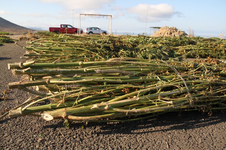 PLAN CANNABIS DE CARABINEROS DUPLICA INCAUTACIONES DE MARIHUANA EN LA REGIÓN DE COQUIMBO