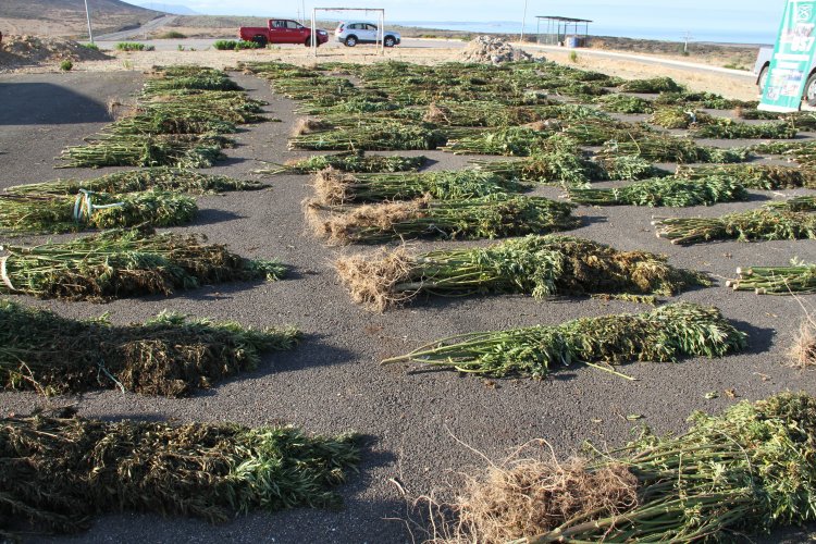 PLAN CANNABIS DE CARABINEROS DUPLICA INCAUTACIONES DE MARIHUANA EN LA REGIÓN DE COQUIMBO