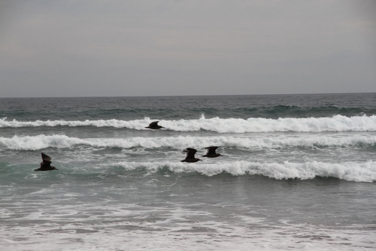 GOBIERNO Y ARMADA PREVIENEN Y COORDINAN ACCIONES POR PRONÓSTICO DE MAREJADAS