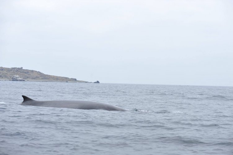 COMUNIDAD CIENTÍFICA INTERNACIONAL REAFIRMA LA IMPORTANCIA AMBIENTAL DE LA RESERVA PINGÜINO DE HUMBOLDT