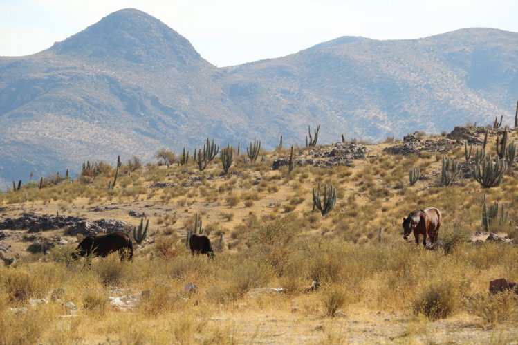 GOBIERNO LLEGA CON APOYO PRODUCTIVO Y ALIMENTACIÓN PARA EL GANADO EN COMBARBALÁ