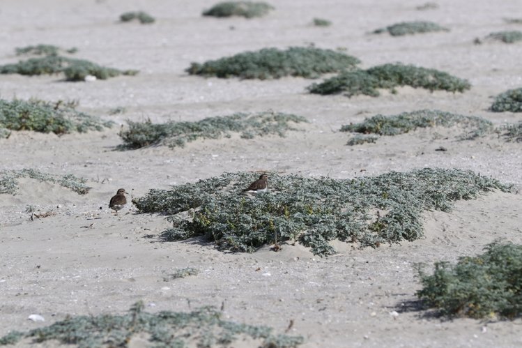 TONGOY APUESTA POR CONSOLIDAR EL DEPORTE INCLUSIVO Y LA PRESERVACIÓN DEL MEDIO AMBIENTE