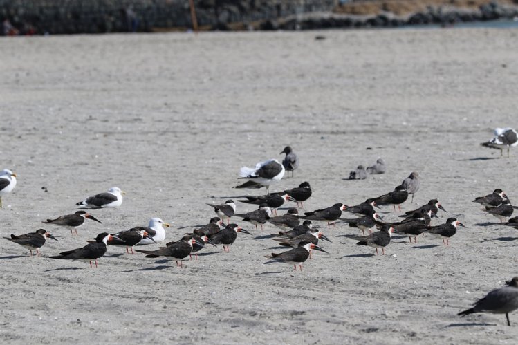 TONGOY APUESTA POR CONSOLIDAR EL DEPORTE INCLUSIVO Y LA PRESERVACIÓN DEL MEDIO AMBIENTE