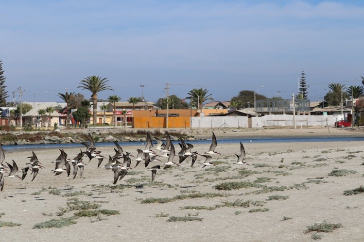 TONGOY APUESTA POR CONSOLIDAR EL DEPORTE INCLUSIVO Y LA PRESERVACIÓN DEL MEDIO AMBIENTE