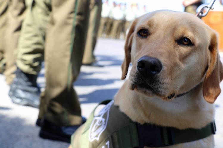 GOBIERNO IMPLEMENTARÁ GRAN DESPLIEGUE POLICIAL DURANTE LA TEMPORADA ESTIVAL