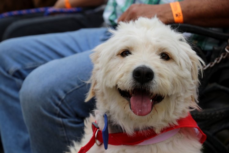 MILES DE FAMILIAS PARTICIPARON DE LA FIESTA MASCOTERA MÁS GRANDE DE CHILE