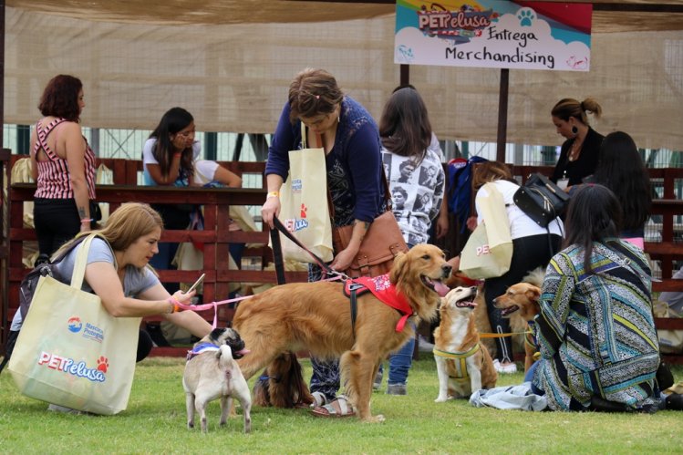 MILES DE FAMILIAS PARTICIPARON DE LA FIESTA MASCOTERA MÁS GRANDE DE CHILE