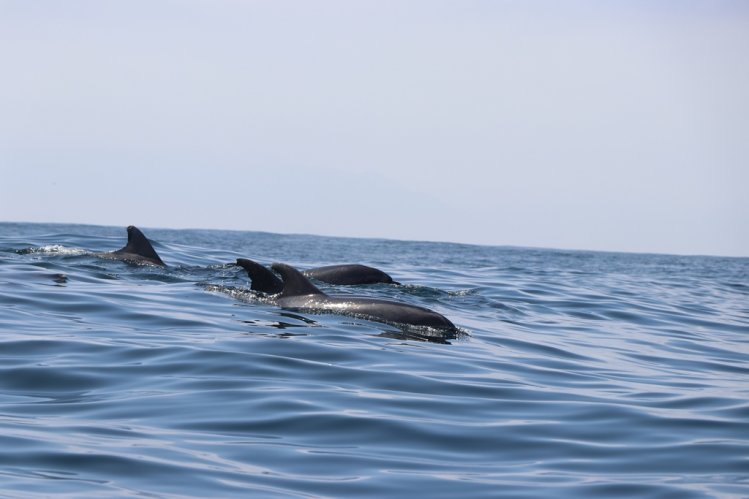 RESERVA PINGÜINO DE HUMBOLDT REBAJA TARIFA DE INGRESO POR EL RESTO DE LA TEMPORADA