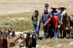 MÁS DE 75 MIL CABEZAS DE GANADO SE PREPARAN PARA RETORNAR DESDE LAS VERANADAS