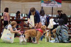 GOBIERNO ABRE POSTULACIONES A LOS FONDOS CONCURSABLES PARA LA TENENCIA RESPONSABLE DE MASCOTAS