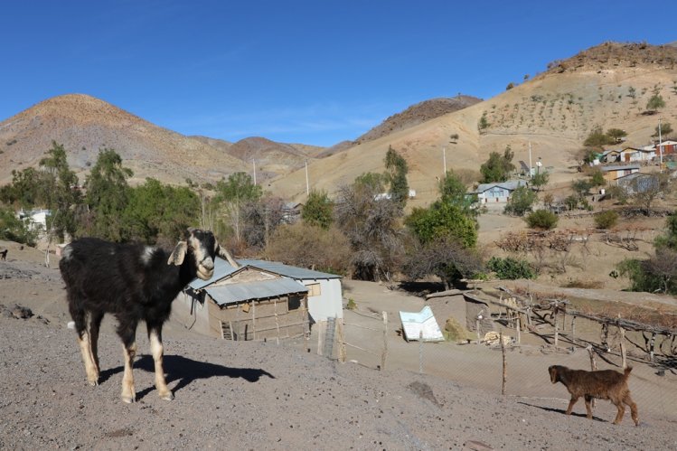 GOBIERNO EVALÚA EN TERRENO SITUACIÓN AGRÍCOLA REGIONAL Y AVANZA EN GESTIONES PARA MECANISMOS DE AYUDA