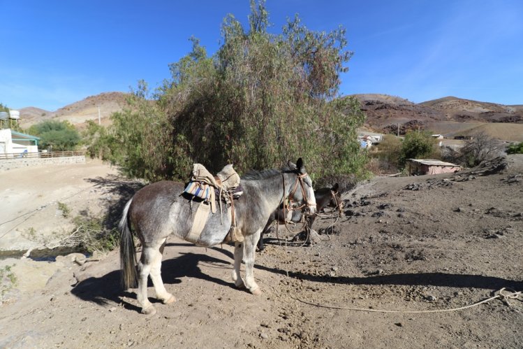GOBIERNO EVALÚA EN TERRENO SITUACIÓN AGRÍCOLA REGIONAL Y AVANZA EN GESTIONES PARA MECANISMOS DE AYUDA