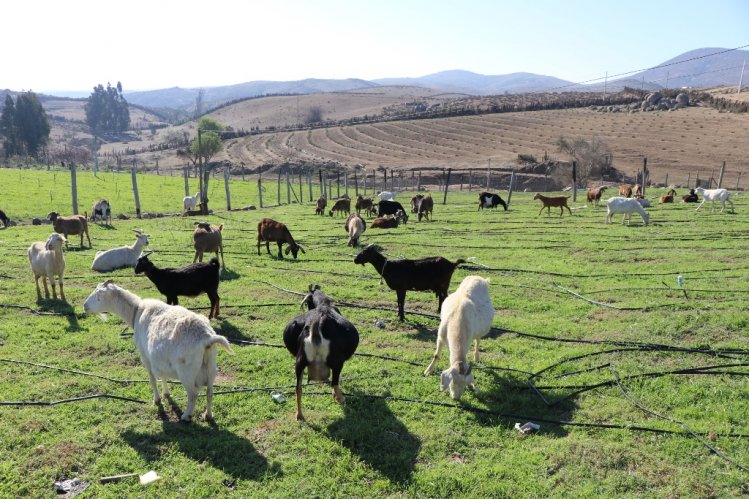 CRIANCERO DE OVALLE MUESTRA SU COMPLETO SISTEMA PARA PRODUCIR EN EL SECANO