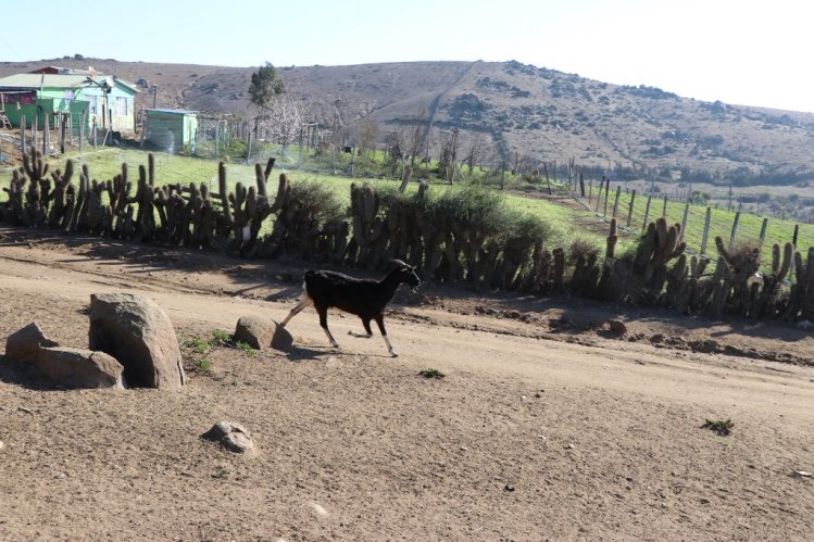 CRIANCERO DE OVALLE MUESTRA SU COMPLETO SISTEMA PARA PRODUCIR EN EL SECANO