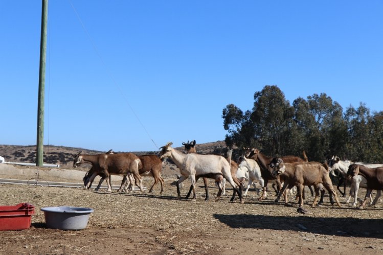 CRIANCERO DE OVALLE MUESTRA SU COMPLETO SISTEMA PARA PRODUCIR EN EL SECANO