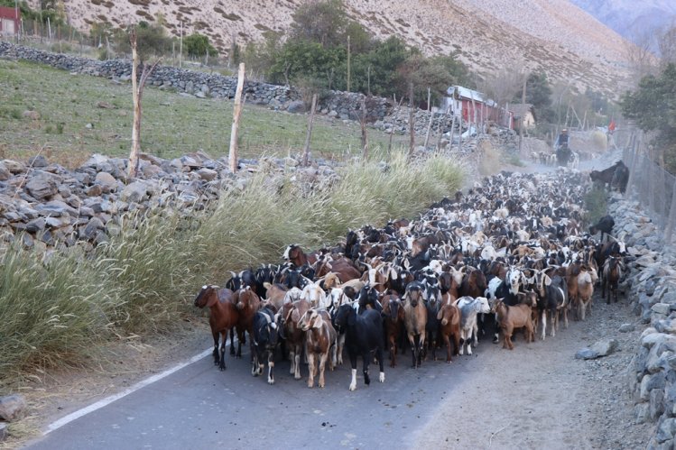 GOBIERNO ANTICIPA LA DESPARASITACIÓN DE GANADO CAPRINO CON MIRAS A LAS PRÓXIMAS VERANADAS
