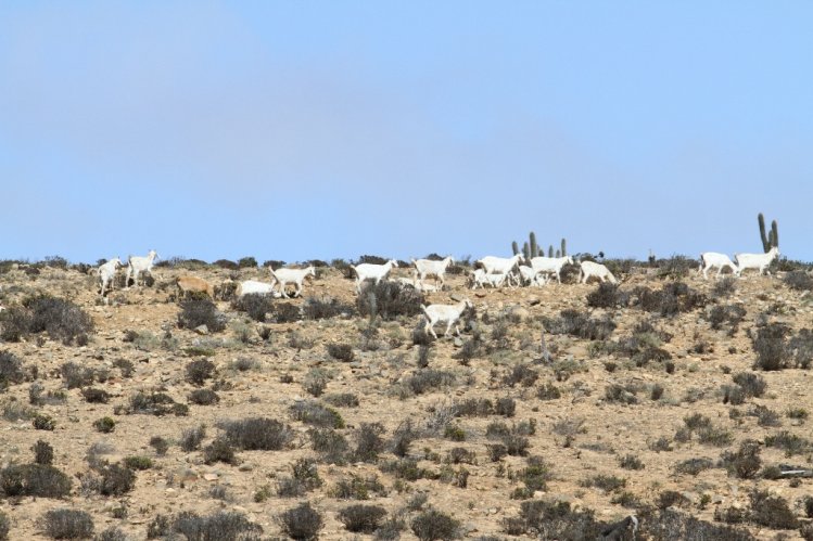 GOBIERNO ANTICIPA LA DESPARASITACIÓN DE GANADO CAPRINO CON MIRAS A LAS PRÓXIMAS VERANADAS