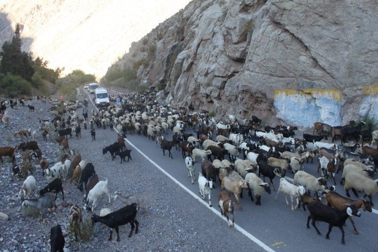 GOBIERNO ANTICIPA LA DESPARASITACIÓN DE GANADO CAPRINO CON MIRAS A LAS PRÓXIMAS VERANADAS