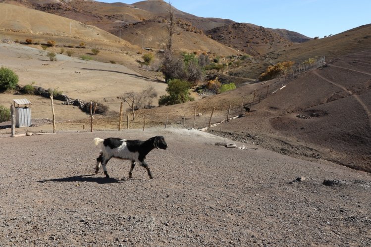 GOBIERNO ANTICIPA LA DESPARASITACIÓN DE GANADO CAPRINO CON MIRAS A LAS PRÓXIMAS VERANADAS