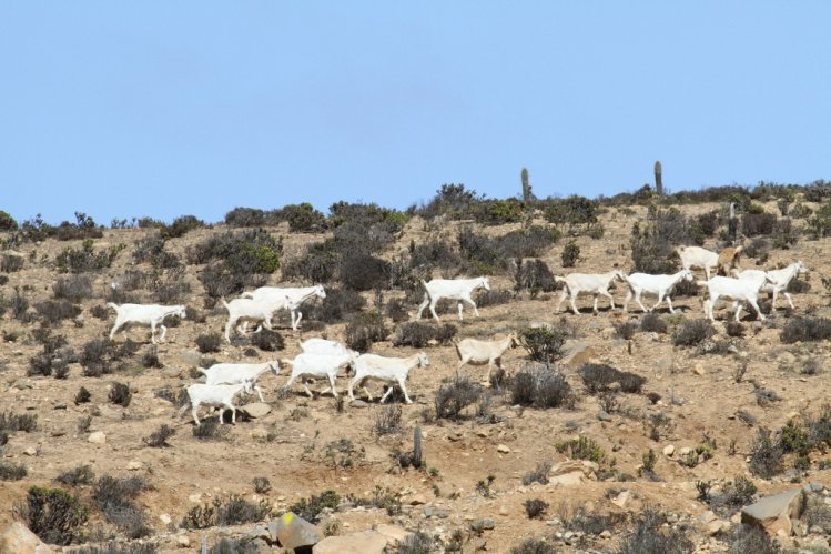 GOBIERNO ANTICIPA LA DESPARASITACIÓN DE GANADO CAPRINO CON MIRAS A LAS PRÓXIMAS VERANADAS
