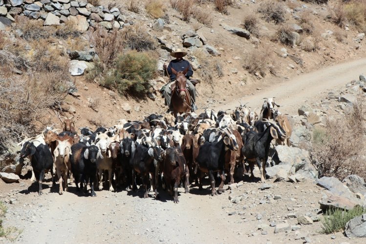 GOBIERNO ANTICIPA LA DESPARASITACIÓN DE GANADO CAPRINO CON MIRAS A LAS PRÓXIMAS VERANADAS