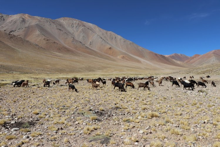 GOBIERNO ANTICIPA LA DESPARASITACIÓN DE GANADO CAPRINO CON MIRAS A LAS PRÓXIMAS VERANADAS
