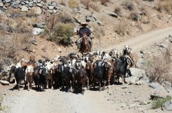 GOBIERNO ANTICIPA LA DESPARASITACIÓN DE GANADO CAPRINO CON MIRAS A LAS PRÓXIMAS VERANADAS