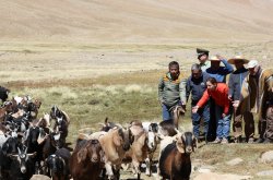 GOBIERNO TRASLADARÁ GANADO AL SUR DEL PAÍS PARA APOYAR SU ALIMENTACIÓN