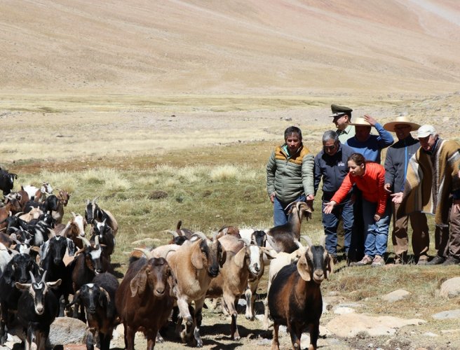 GOBIERNO TRASLADARÁ GANADO AL SUR DEL PAÍS PARA APOYAR SU ALIMENTACIÓN