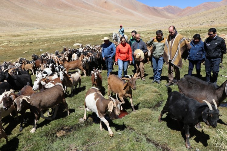 GOBIERNO TRASLADARÁ GANADO AL SUR DEL PAÍS PARA APOYAR SU ALIMENTACIÓN