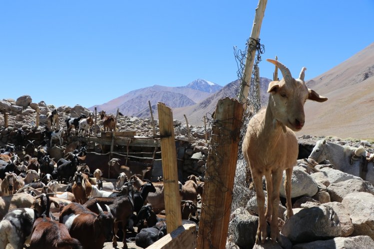 GOBIERNO ANUNCIA QUE ADELANTARÁ LAS VERANADAS HACIA LOS VALLES DE ARGENTINA