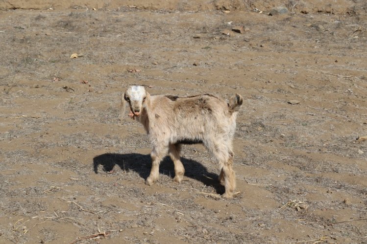 PRESIDENTE PIÑERA INICIA SEGUNDA ENTREGA DE AYUDA PARA CRIANCEROS DE LA REGIÓN DE COQUIMBO