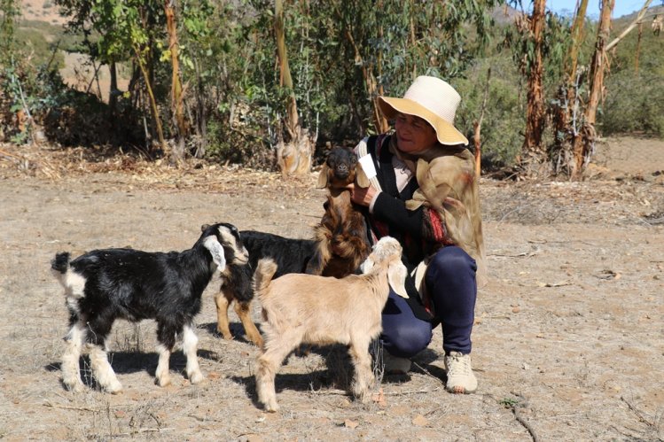 PRESIDENTE PIÑERA INICIA SEGUNDA ENTREGA DE AYUDA PARA CRIANCEROS DE LA REGIÓN DE COQUIMBO