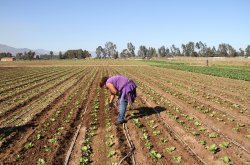 Exitoso proyecto del Gobierno Regional entrega herramientas digitales al servicio de un riego eficiente