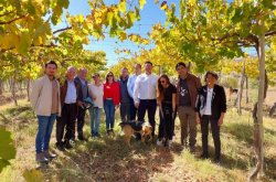 Aprueban programa para incrementar producción de uva pisquera de pequeños agricultores