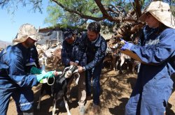Inician programa de desparasitación de ganado caprino regional con animales que suben a veranadas en San Juan