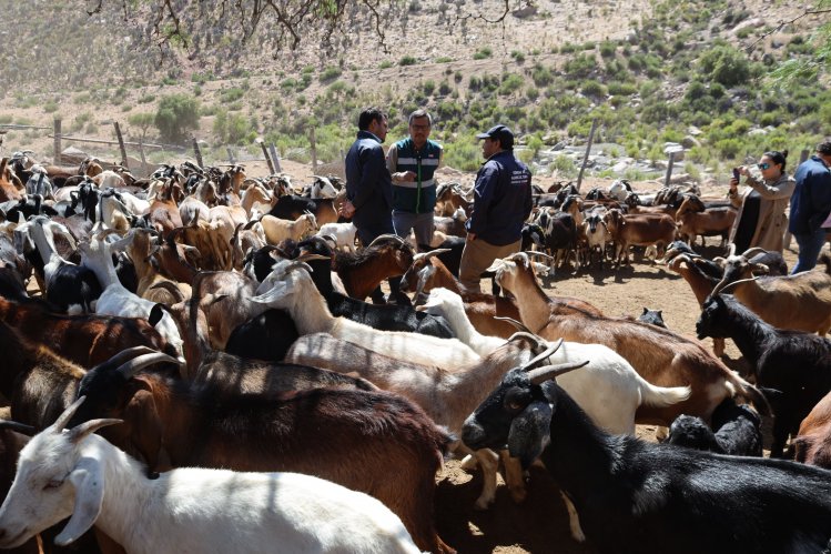 Inician programa de desparasitación de ganado caprino regional con animales que suben a veranadas en San Juan