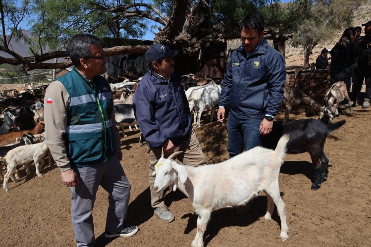Inician programa de desparasitación de ganado caprino regional con animales que suben a veranadas en San Juan