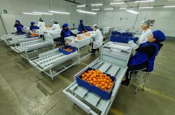 Región de Coquimbo avanza hacia una mayor competitividad frutícola con aprobación de sitio de inspección fitosanitaria