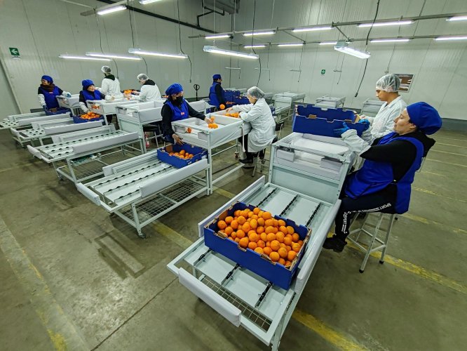 Región de Coquimbo avanza hacia una mayor competitividad frutícola con aprobación de sitio de inspección fitosanitaria