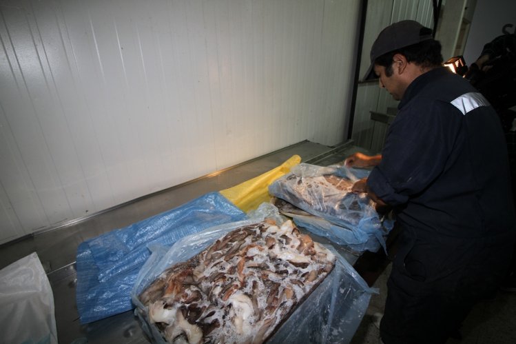 PESCADORES ARTESANALES DE GUAYACÁN REIMPULSAN LA PRODUCCIÓN DE JIBIA DANDO VALOR AGREGADO