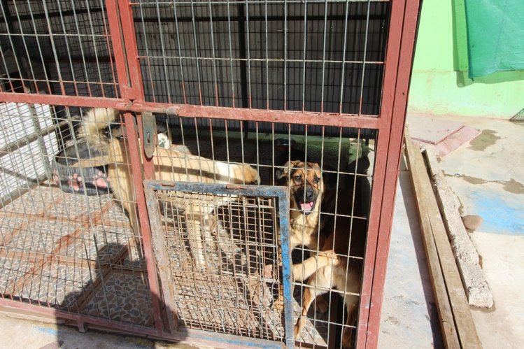 GOBIERNO CONSTRUIRÁ PRIMERA CLÍNICA VETERINARIA PÚBLICA EN LA SERENA