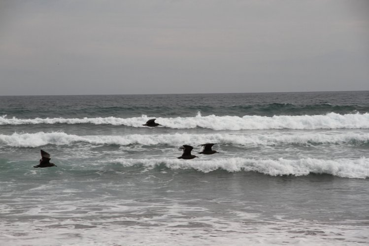 GOBIERNO Y ARMADA PREVIENEN Y COORDINAN ACCIONES POR PRONÓSTICO DE MAREJADAS