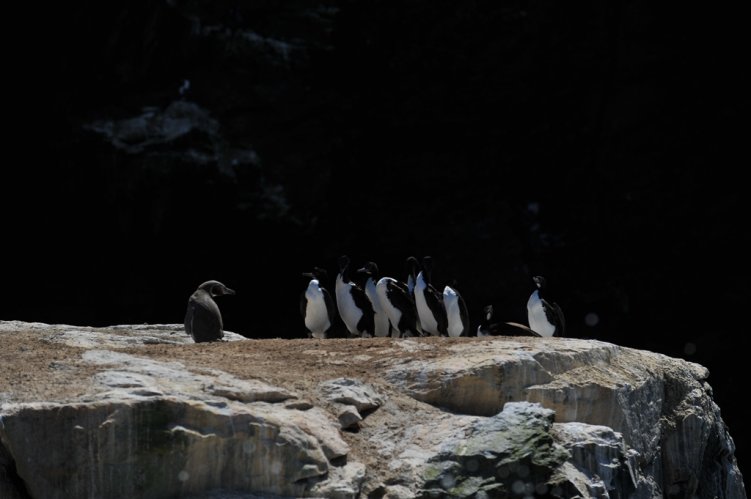 MÁS DE 357 MIL FIRMAS ENTREGAN AMBIENTALISTAS AL GOBIERNO PARA PROTEGER RESERVA DEL PINGÜINO DE HUMBOLDT