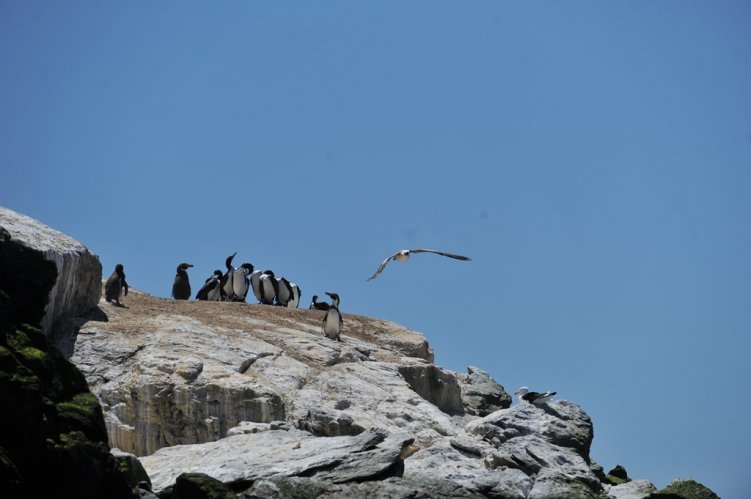 MÁS DE 357 MIL FIRMAS ENTREGAN AMBIENTALISTAS AL GOBIERNO PARA PROTEGER RESERVA DEL PINGÜINO DE HUMBOLDT