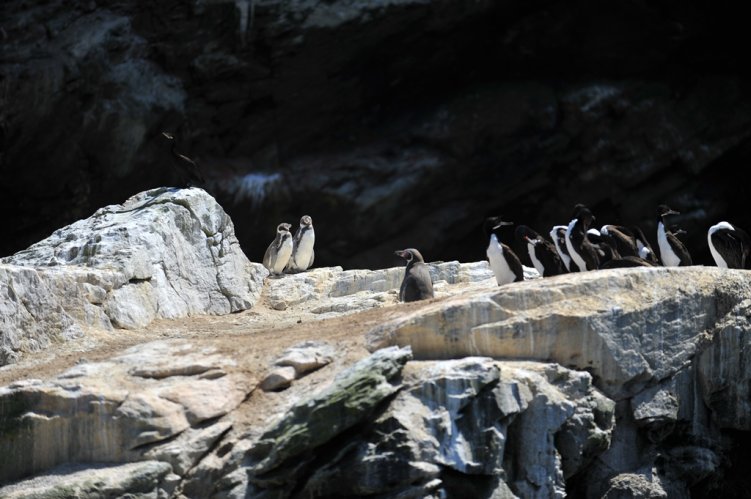 MÁS DE 357 MIL FIRMAS ENTREGAN AMBIENTALISTAS AL GOBIERNO PARA PROTEGER RESERVA DEL PINGÜINO DE HUMBOLDT