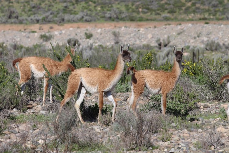 BELLEZAS NATURALES PROMUEVEN EL TURISMO EN LA HIGUERA PARA VACACIONES DE INVIERNO