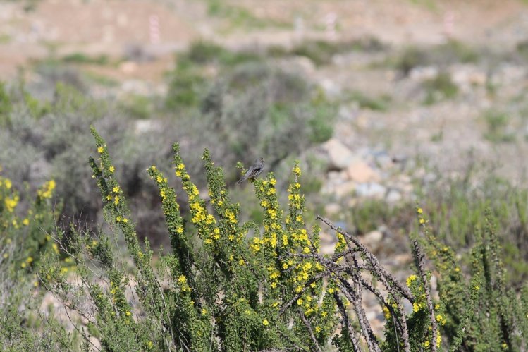 BELLEZAS NATURALES PROMUEVEN EL TURISMO EN LA HIGUERA PARA VACACIONES DE INVIERNO