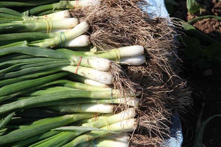 DIVERSIFICACIÓN PRODUCTIVA E INNOVACIÓN SON CLAVE PARA ABORDAR EFECTOS DEL CAMBIO CLIMÁTICO EN LA AGRICULTURA